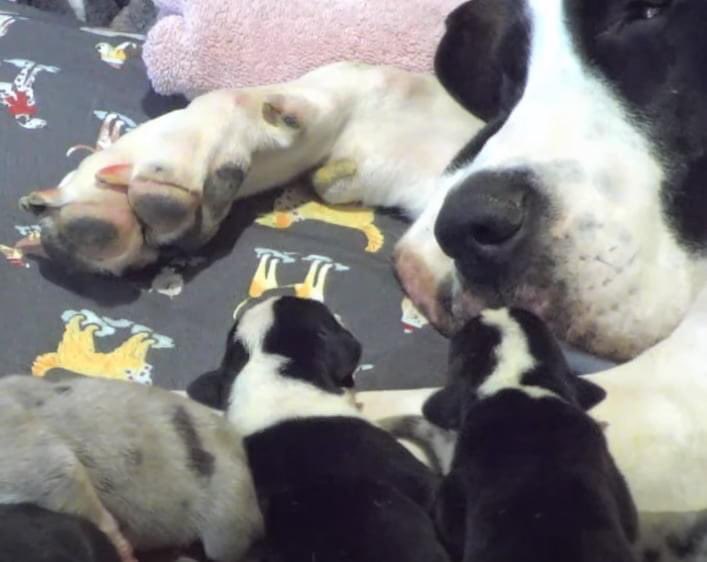 Mom are you awake? We hungry @servicedogproject @dogblessyou #exploreorg #servicedogproject #dogblessyou  #servicedog #servicedogs #greatdaneservicedog #greatdane #greatdanesh #balance #balanceandmobility #balancedog #greatdanesofinstagram #gteatdanesofig#greatdanelove