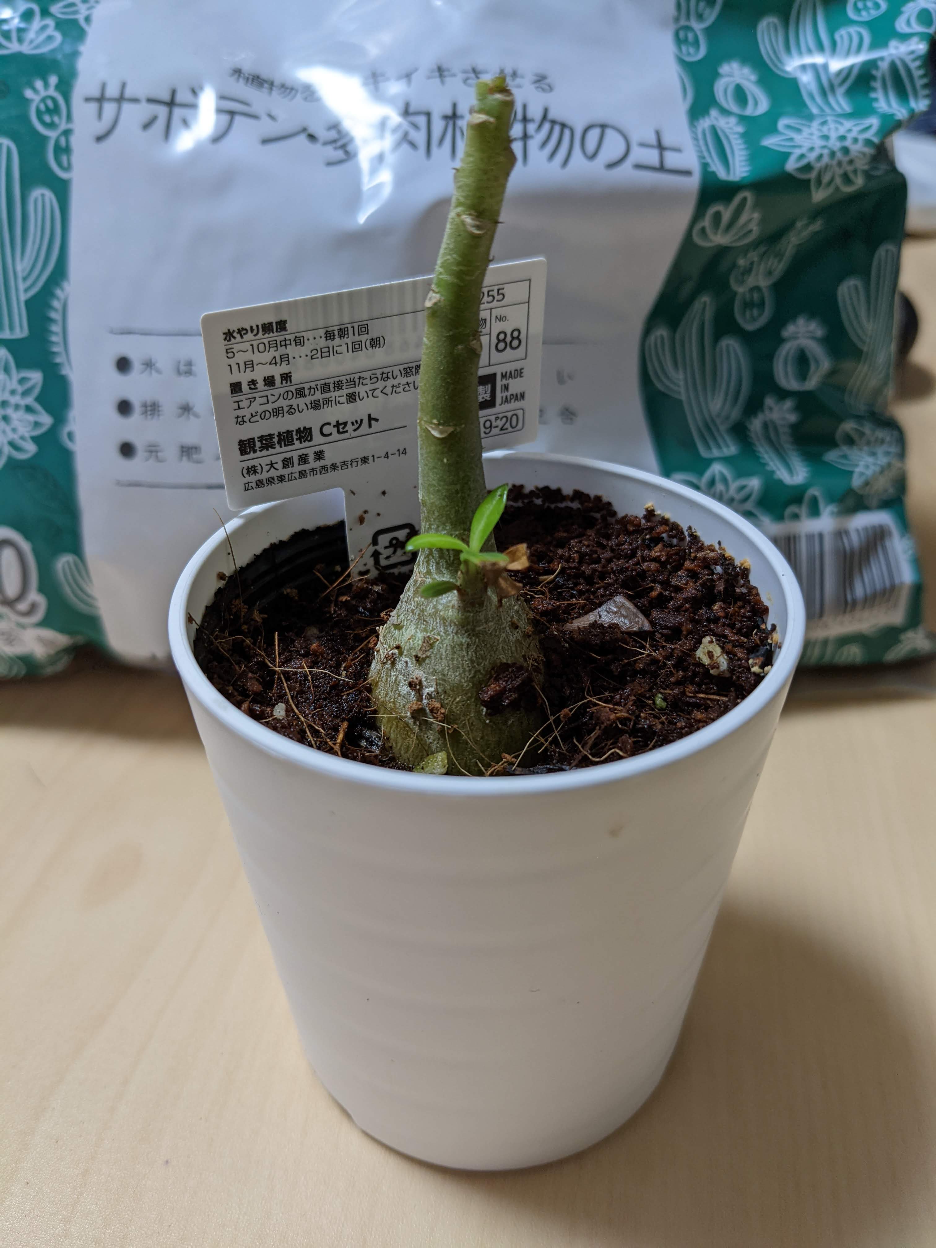 Kanaxx 観葉植物 アデニューム アデニウム ダイソーに買い物に行ったら寂しそうに置いてあったので 連れて帰ってきました 先っぽにちっちゃい葉っぱがあった気がするのだけど 家に帰ってきたら無くなってた 折ってしまったかも ガジュマルの跡地に