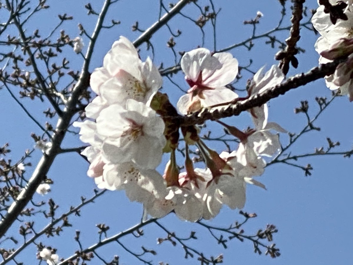 KE_key_0816's tweet photo. 2021年も今日で終わり。今年も色んなことがあったし、早かったなぁ〜。
2022年も頑張るぞぉ！💪😆
 #初日の出  #桜  #花火 #秋  #春夏秋冬
  #2021年自分が選ぶ今年の4枚  #2021年を振り返る  #2021年を写真4枚で振り返る https://t.co/paIZzmlOBh