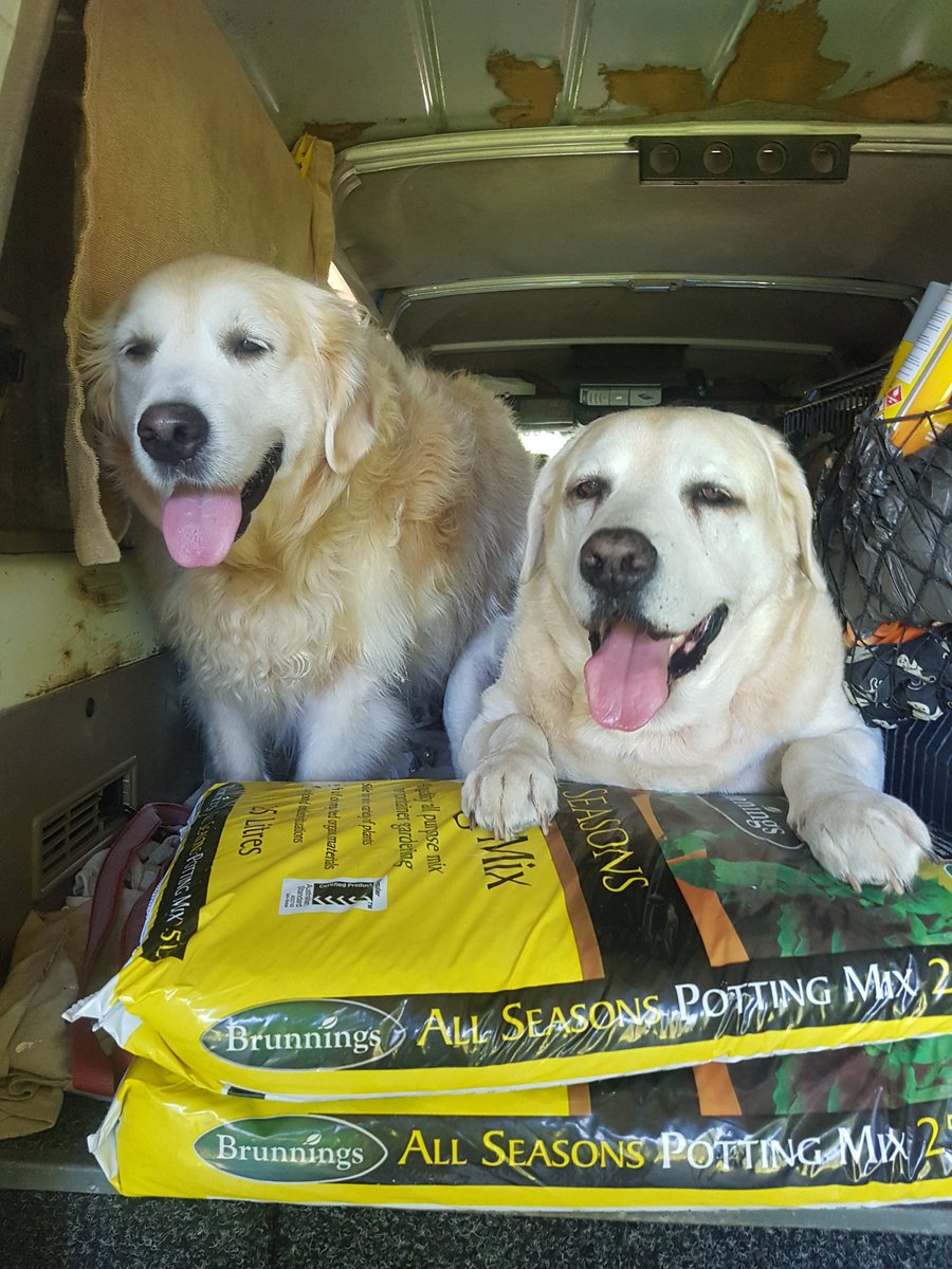 We'll look after the groceries dad, especially this yummy chicken in this bag.