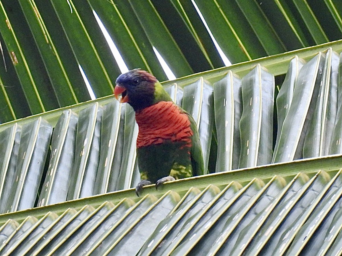 ParrotOfTheDay's tweet photo. Coconut lorikeet (Trichoglossus haematodus), filed under C in #ParrotsAtoZ, perched on a palm frond at the Taffuntari waterfall, Espiritu Santo, Vanuatu; the Vanuatu subspecies (T. h. massena) has a green abdomen. Pic by Mayumi Green via @MacaulayLibrary https://t.co/MLKPPGXHxF https://t.co/Q23iB5M0yT