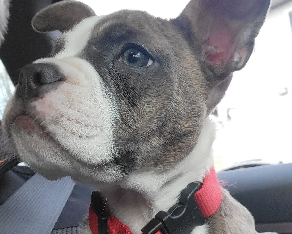 KevinCraig32's tweet photo. Another year, another Rescue! Happy to welcome Roxi to our pack! This #Frenchton is much further along the Bully spectrum than the rest our our #pitbull pack but she fit in just fine. #SouthernPaws #animalrescue @PBRCtweets @PitCommunity @PibbleLife https://t.co/SrocuhZW0v