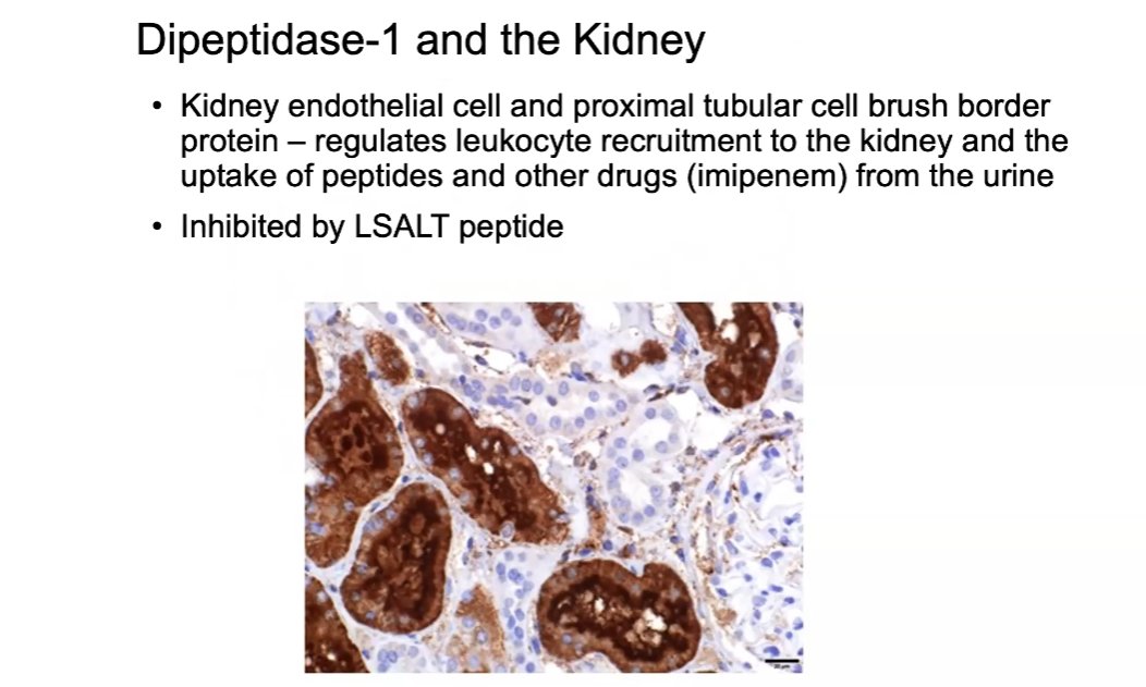 Hayt899's tweet photo. With a signal from the recent Phase II results, It is very exciting to review historic (Now proven) Mechanism of Action material from Dipeptidase-1 ( #Metablok / #Lsalt ). Exciting future ahead for @archbiopartners in the #Lung #Liver & #Kidney #NovelTherapeutic
$Arch.v $Achff https://t.co/HVmV1XtYBT