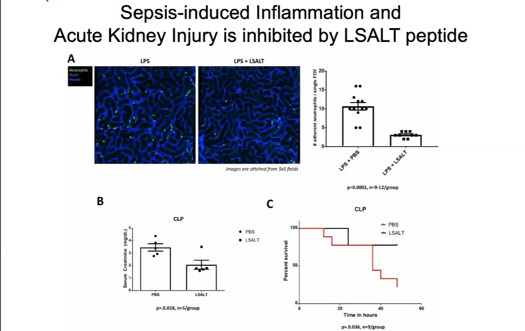 Hayt899's tweet photo. With a signal from the recent Phase II results, It is very exciting to review historic (Now proven) Mechanism of Action material from Dipeptidase-1 ( #Metablok / #Lsalt ). Exciting future ahead for @archbiopartners in the #Lung #Liver & #Kidney #NovelTherapeutic
$Arch.v $Achff https://t.co/HVmV1XtYBT