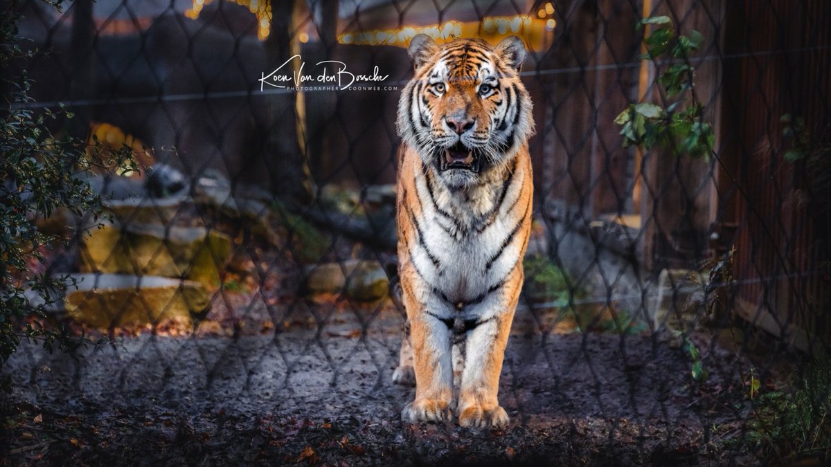 coonweb's tweet photo. #PairiDaiza 2021 - #Tiger

#belgium #tigerzoo #zoo #tigers #wildlife #travel #animals #wildlifephotography #nature #photography  #tigerking  #animal #travelphotography #wildanimals  #tigercub #tigercubs https://t.co/zjNIX4hgVT