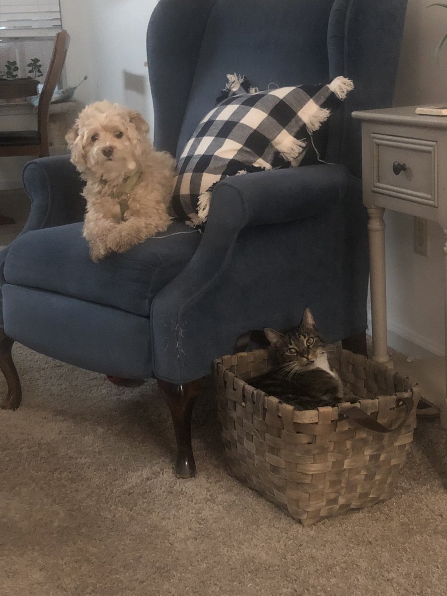 I trust no one shown in this pic…. #dogsoftwitter #CatsofTwittter #dogsandcats #naugthy #funny #Pets