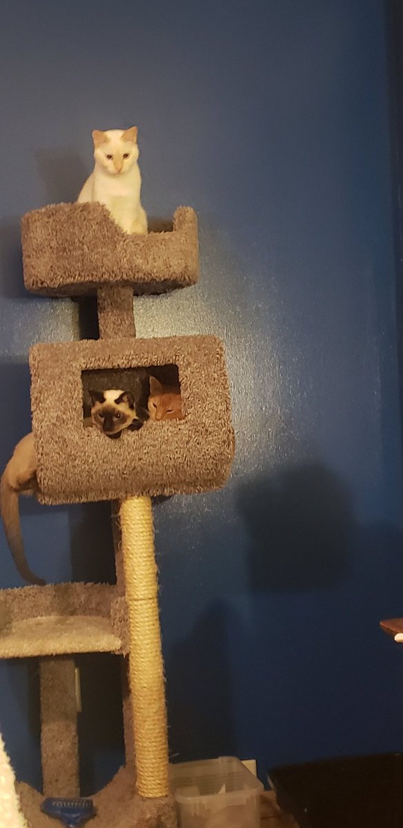 PghLesbian24's tweet photo. The #FineviewFelines are six months old. Papa is #Siamese Mama is #Tortoiseshell ... They are almost ready for adoption via #PittsburghCat And they are hilarious together and as a group. #cats #CatsOfTwitter #tortie #gingercat https://t.co/rSINfK0WhB
