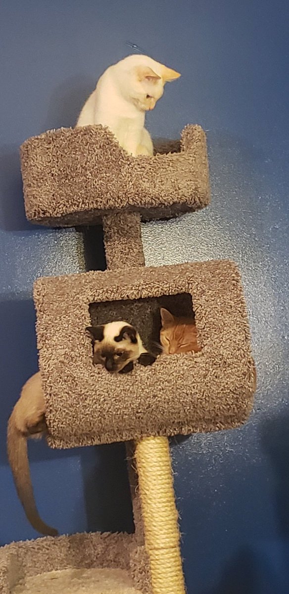 PghLesbian24's tweet photo. The #FineviewFelines are six months old. Papa is #Siamese Mama is #Tortoiseshell ... They are almost ready for adoption via #PittsburghCat And they are hilarious together and as a group. #cats #CatsOfTwitter #tortie #gingercat https://t.co/rSINfK0WhB