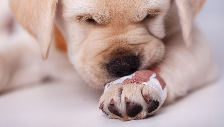 Lilpupshib's tweet photo. Puppy DAO wishes everyone a Happy New Year! 

Whilst we are at the vet and licking our wounds from our recent security breech, our resolution is to come back stronger than ever for our community! 

2022 will be the year of the Dog (unofficially).

$btc $bnb $metis $ohm $klima https://t.co/A4yRbe3yZW
