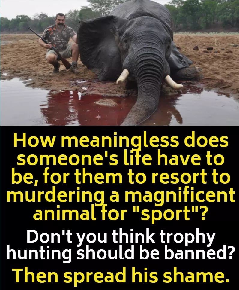 RT if you agree.

Ban #TrophyHunting NOW!