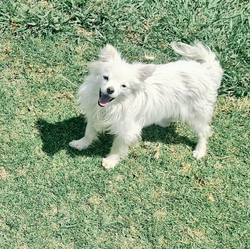 SlickAllosKnnls's tweet photo. Today's the 31st, means 1 thing to our kennels! Happy 1st year young Santie. You've grown so much & we've made memories. Here's to plenty more! 2nd frame stands Santie & his dad Max; Genes lie not!
Maltese, Pomeranian & German Spitz breeding kennels
#ToyDogsOrNoDogs π
π© https://t.co/gt9RlupNjj