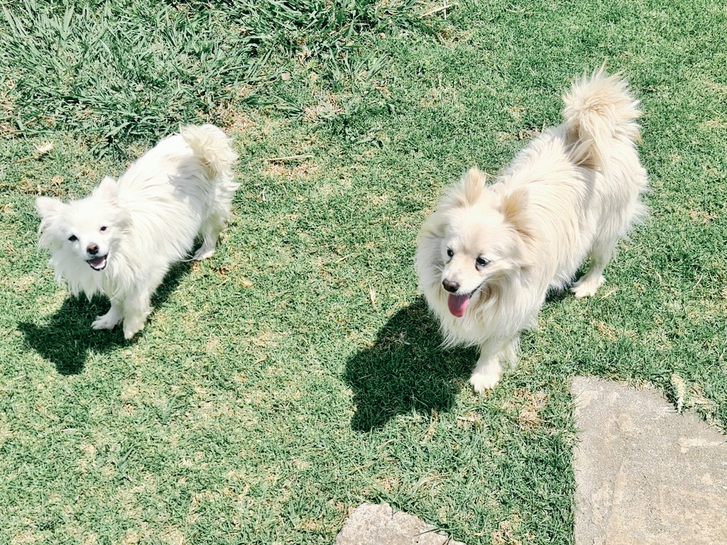 SlickAllosKnnls's tweet photo. Today's the 31st, means 1 thing to our kennels! Happy 1st year young Santie. You've grown so much & we've made memories. Here's to plenty more! 2nd frame stands Santie & his dad Max; Genes lie not!
Maltese, Pomeranian & German Spitz breeding kennels
#ToyDogsOrNoDogs π
π© https://t.co/gt9RlupNjj
