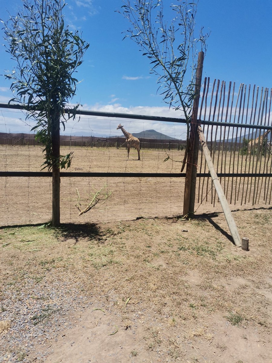 About yesterday, lovely visit to Giraffe House.

It's nice to see these animals as up close as is possible but for some reason it felt weird, guess a true wildlife experience is what I am looking for.

#IAMCAPETOWN #lovewesterncape #discoverctwc #nowherebetter #tavelmassive