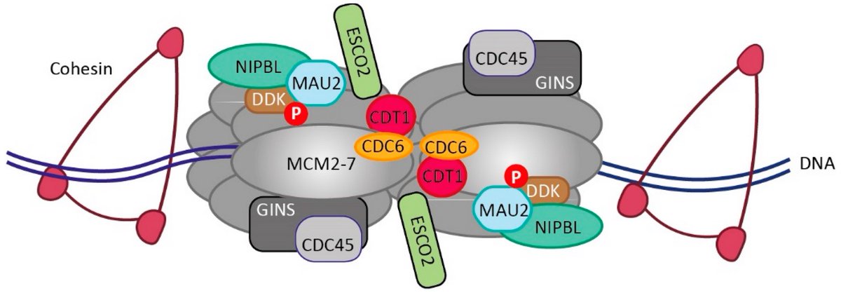 Cells_MDPI's tweet photo. "The Interplay of #Cohesin and the #Replisome at Processive and Stressed #DNA #ReplicationForks" from van Schie and de Lange.
#cellsmdpi #molecularbiology #cellbiology
Full text: https://t.co/E8B9TSC8Qj https://t.co/Ws36w0lTAw