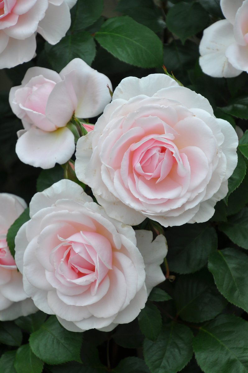バラの家 公式本店 Rosa Orientis Rosa Orientis Twitter