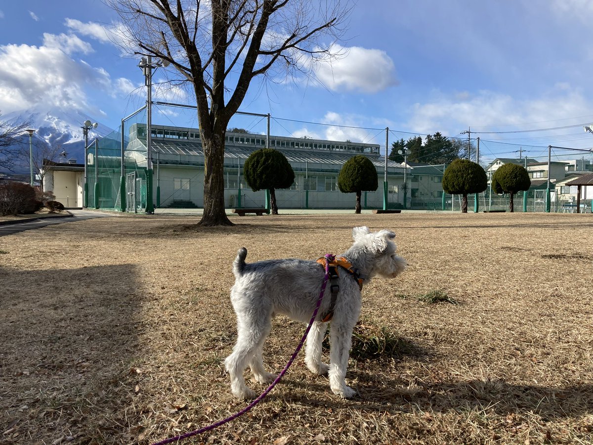 12月31日富士山from富士吉田市 きのこのこのこ きのこの山 さよなら2021 ＃富士吉田 ＃フジサンノフモト ＃富士山 ＃みずほ公園 ＃新倉山浅間公園 ＃下吉田駅 ＃富士回遊 ＃ミニチュ