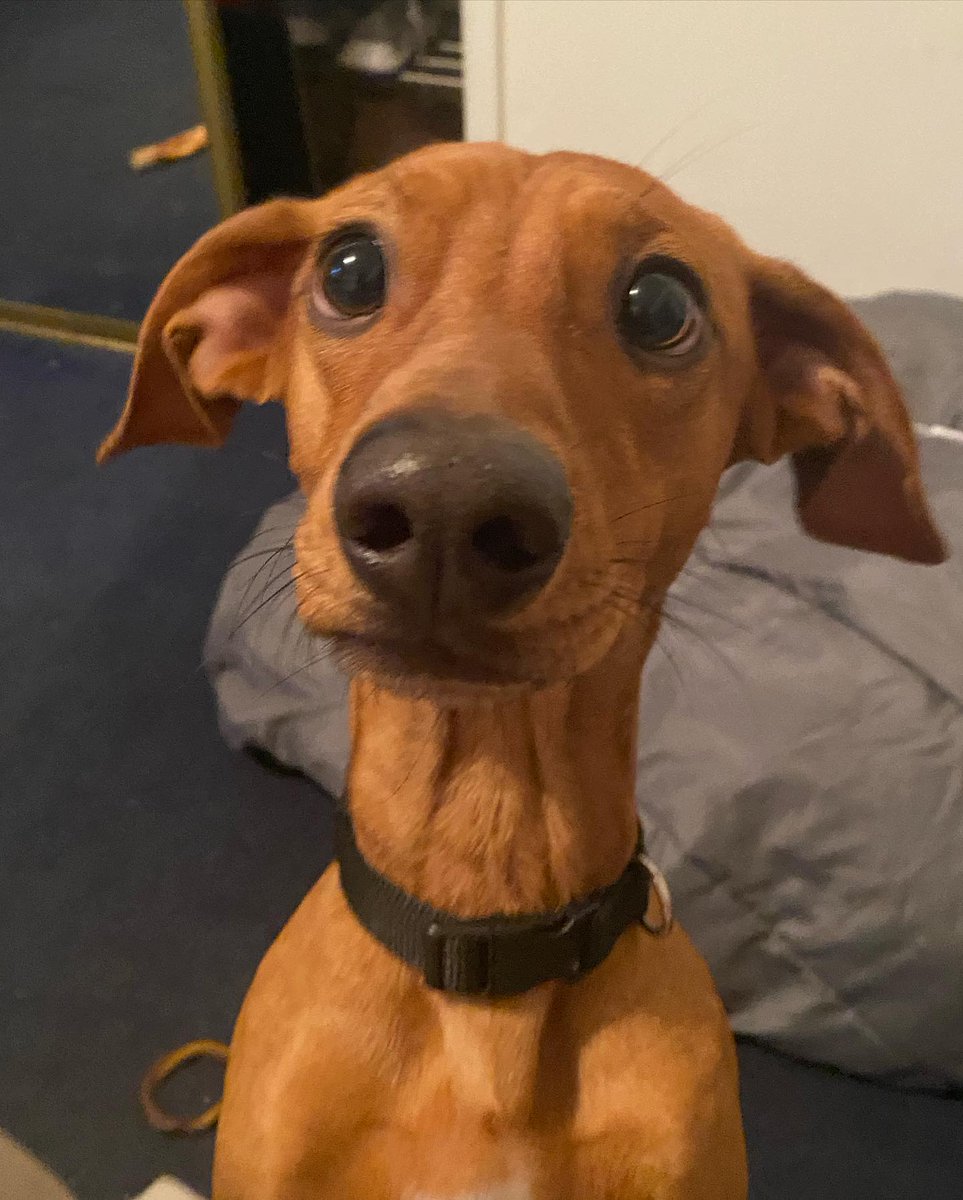 salsichinhas's tweet image. Acorda