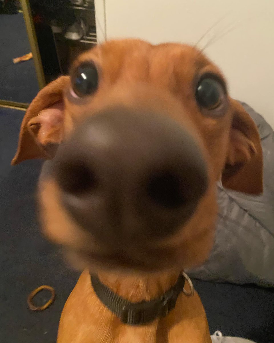 salsichinhas's tweet image. Acorda