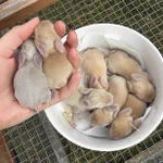 温め合ううさぎの赤ちゃん!可愛すぎると話題に