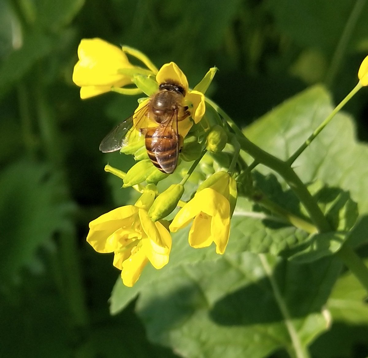 Bee on a mustard flower at aunt's garden. A beautiful spark of nature. Such an enchanting scene! ♥