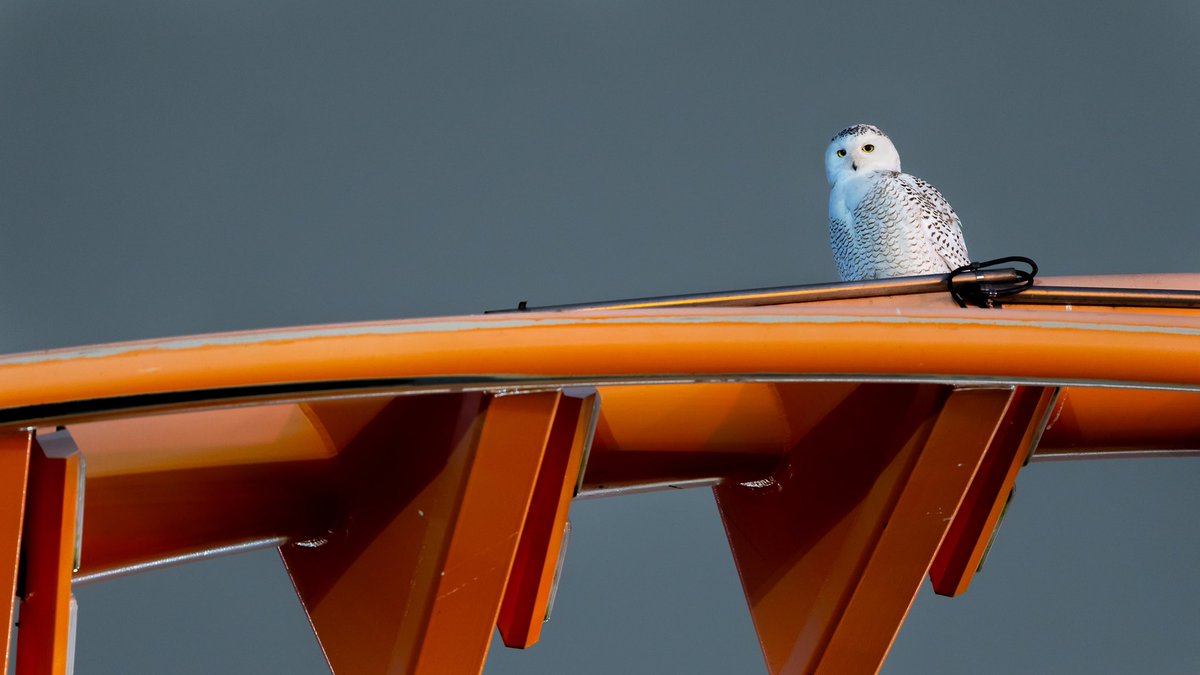 A snowy owl perched on the Thunderbolt rollercoaster at Luna Park in Coney Island, Brooklyn, New York.

#owls #BirdTwitter #bird #birds #birding #birdwatching #birdphotography #wildlife #nature #TwitterNatureCommunity