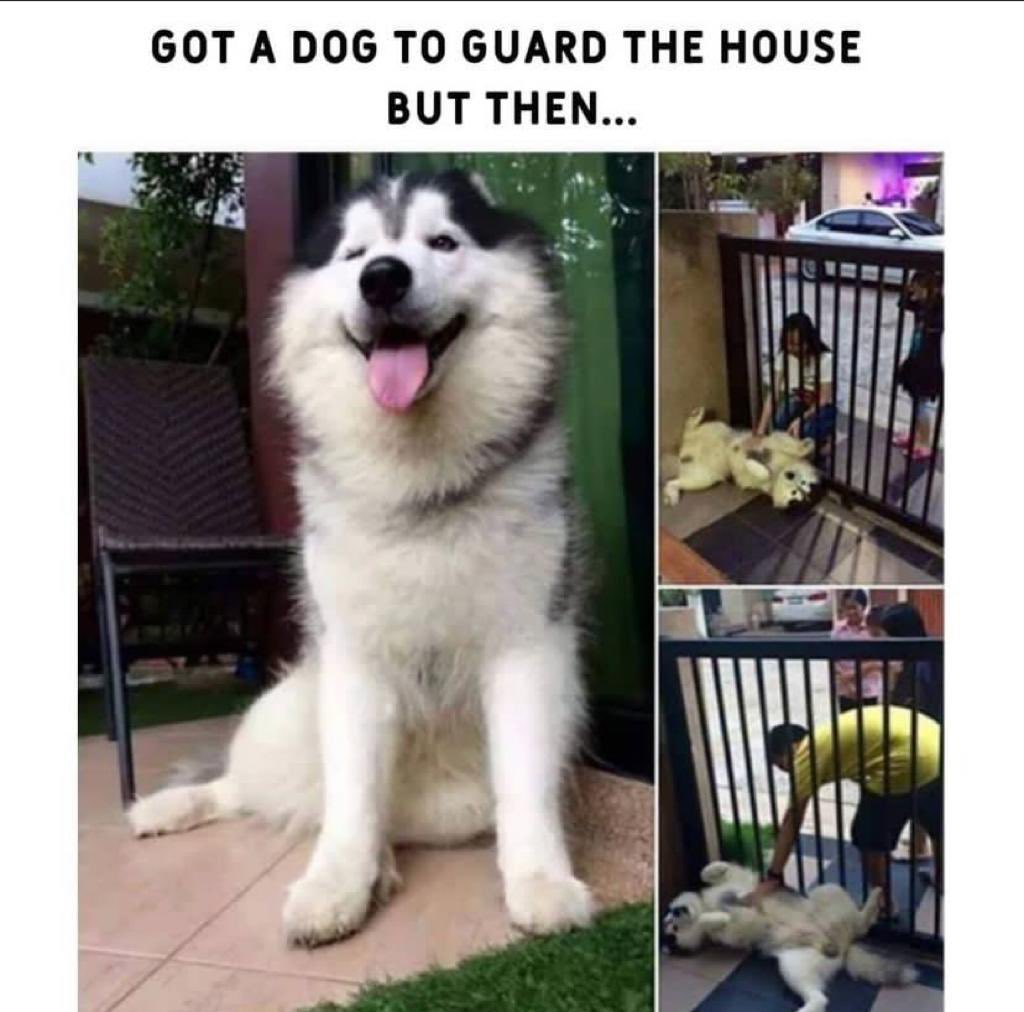 is a husky a good guard dog