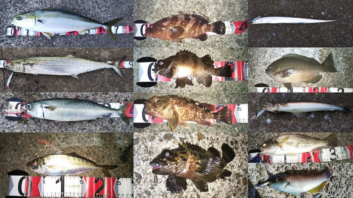 1年過ぎるの早かったな～

今年ルアーで釣った魚種は13種類ってとこですかね。