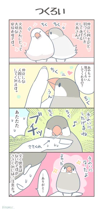 つくろい。

#buncho #javasparrow #文鳥 