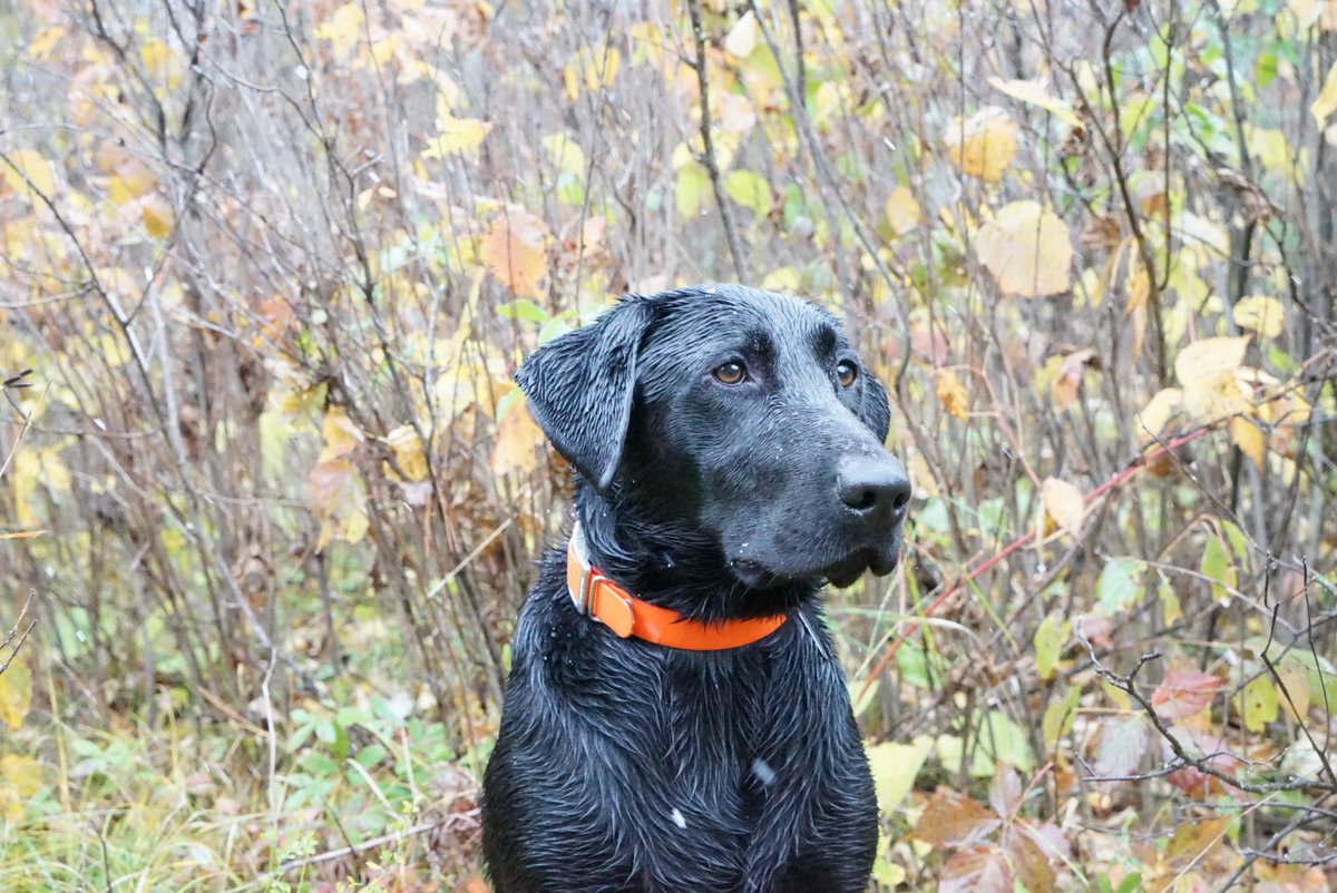 hoveralex's tweet photo. @bauermill Would love one of my lab Breck if you are still working on some. Thanks! https://t.co/ttz1DQHVK9