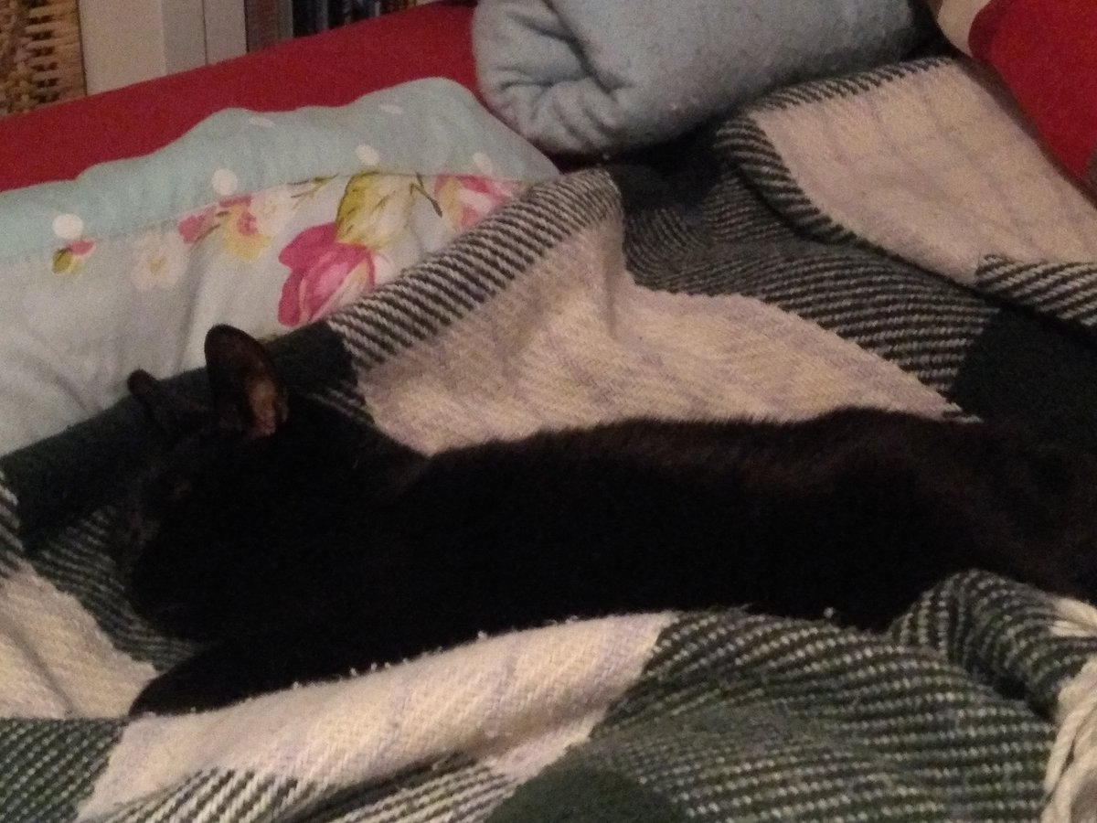 URSpellbinding's tweet photo. I'm just having the loveliest sleep. Sleep tight. #CatsOfTwitter https://t.co/evFapUcbB2