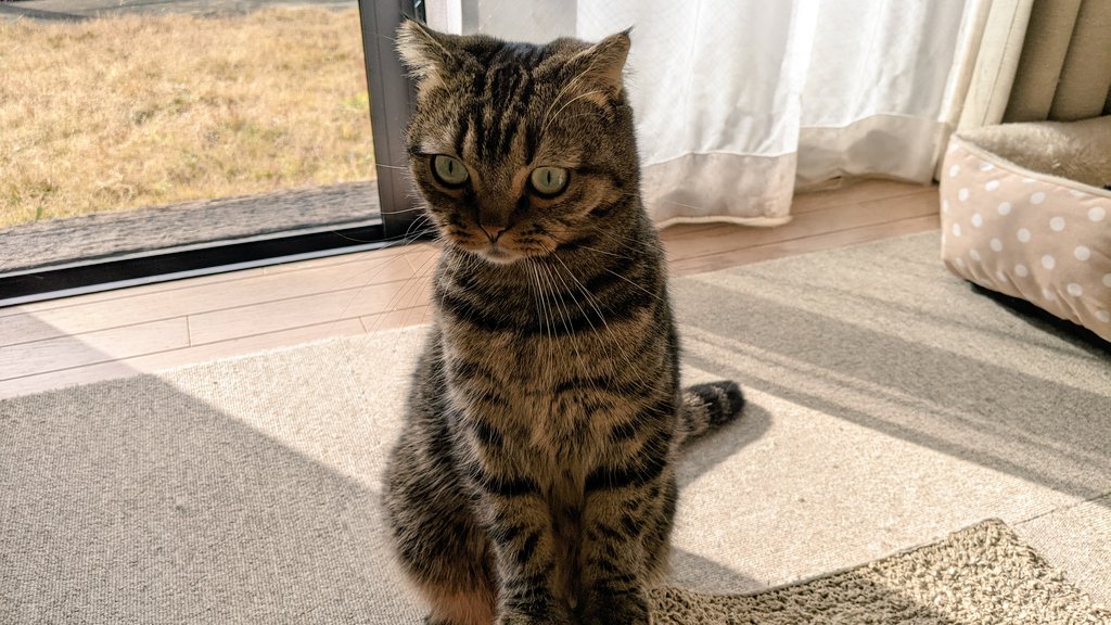merry_kuma's tweet photo. 皆さ〜ん、今年１年ありがとうございました。来年もよろしくにゃんズ😺😺😺😺😊
良いお年を〜❣️❣️❣️ https://t.co/sjnth602fo