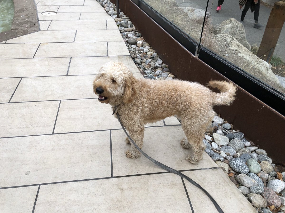 JenRunza's tweet image. Update: Dexter is still missing. He is just under 50 lbs. He is a 1 year old golden doodle. He is incredibly sweet and generally submissive around other dogs and some humans. He loves tummy rubs and is treat motivated. Our family appreciates everyone’s support.
