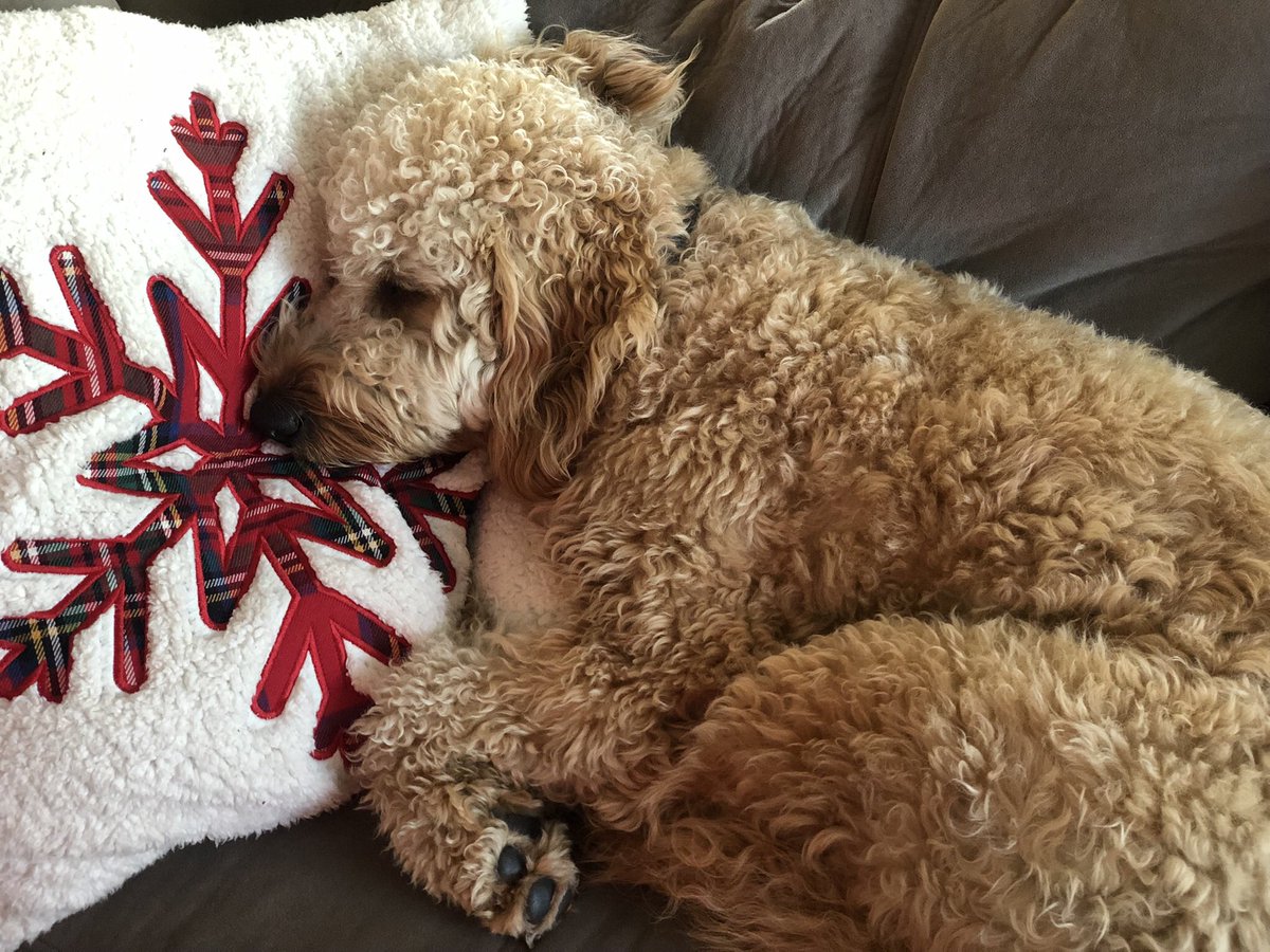 JenRunza's tweet image. Update: Dexter is still missing. He is just under 50 lbs. He is a 1 year old golden doodle. He is incredibly sweet and generally submissive around other dogs and some humans. He loves tummy rubs and is treat motivated. Our family appreciates everyone’s support.