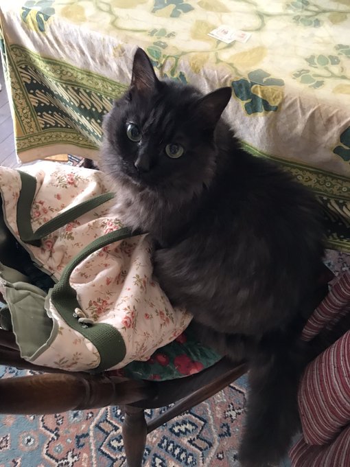 新刊完売しました!!!!
そしてこれはうちの猫です 