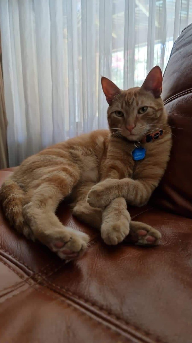 ALITA7177's tweet photo. Amigos, mi hijo desapareció el martes 28 en la mañana, desde Santa Rosa de Huechuraba, el es anaranjado atigrado, tiene dos años ,  chip, collar azul y placa con forma de patita azul metalizada, si lo ven por ahí avisar, lo extrañamos mucho 💔💔💔🐈🐈🐈 https://t.co/AeSid6cRAH
