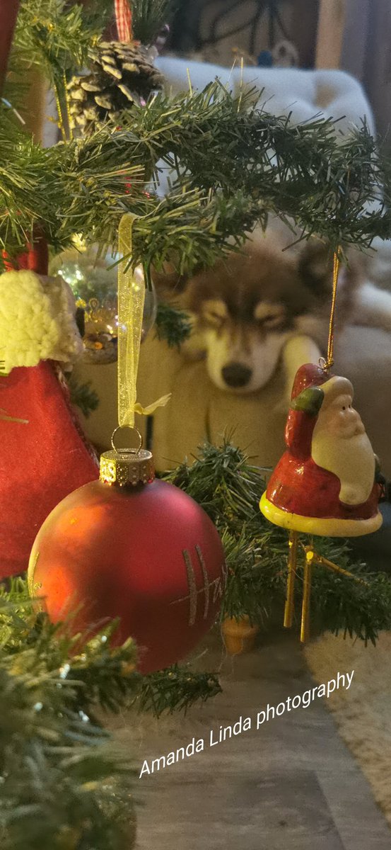 amandalwelch's tweet photo. #lovemyindie #husky #Christmas #newsyearseve2022 #petphotography #cutepup https://t.co/feGSNrFQ52