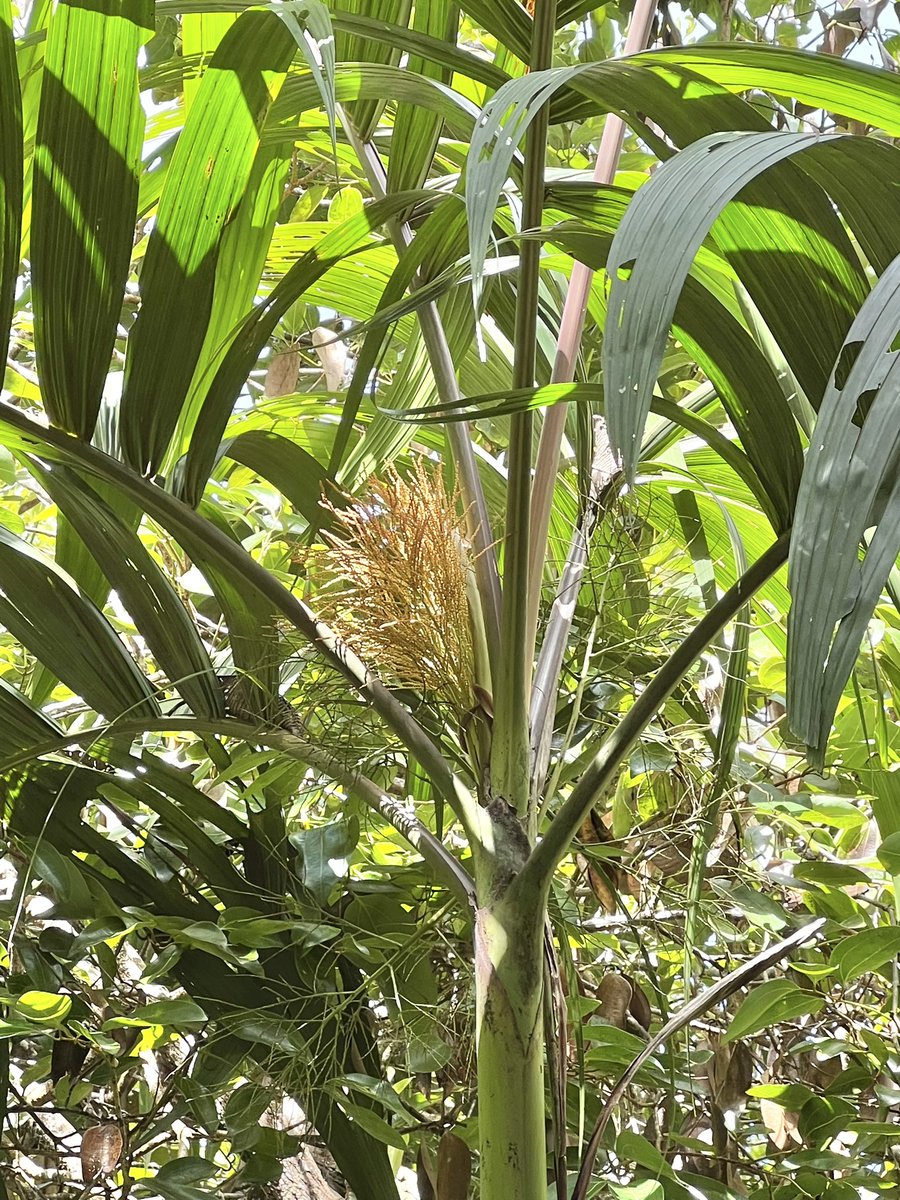 carllewis's tweet photo. Roscheria melanochaetes along the Copolia Trail, Mahé, Seychelles. Rare endemic rainforest palm found at middle to high elevations on the granite islands. https://t.co/86VRAK1Lje