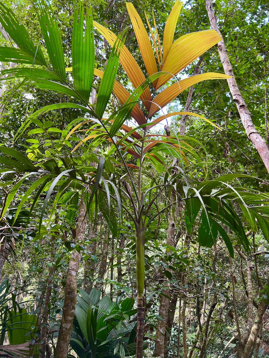 carllewis's tweet photo. Roscheria melanochaetes along the Copolia Trail, Mahé, Seychelles. Rare endemic rainforest palm found at middle to high elevations on the granite islands. https://t.co/86VRAK1Lje