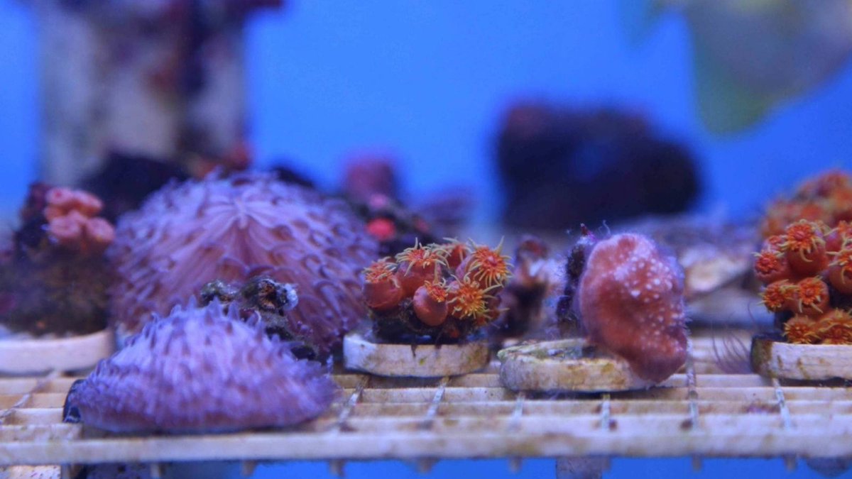 The countdown is on - make 2022 teeming with life! With your help, we can continue to actively restore coral reefs. Join us in making a difference. - mailchi.mp/2e56ea49b93d/t…