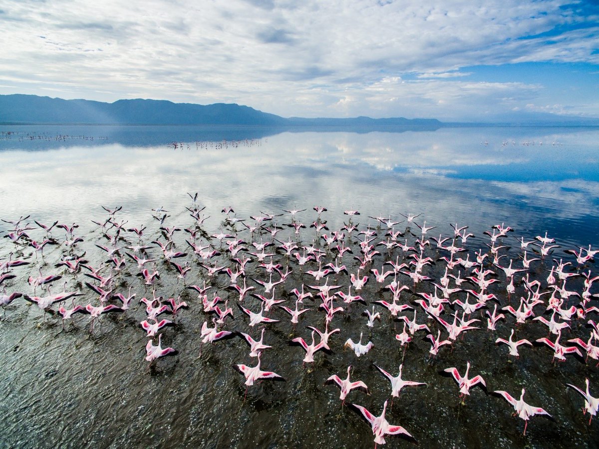 Lake Manyara National Park is a protected area in Tanzania's Arusha and Manyara Regions, situated between Lake Manyara and the Great Rift Valley. 
#wildlifeplanet  #unforgettablememories 
#tanzania #exploretanzania #visittanzania #safari #lakemanyara #Riverstonesafaris