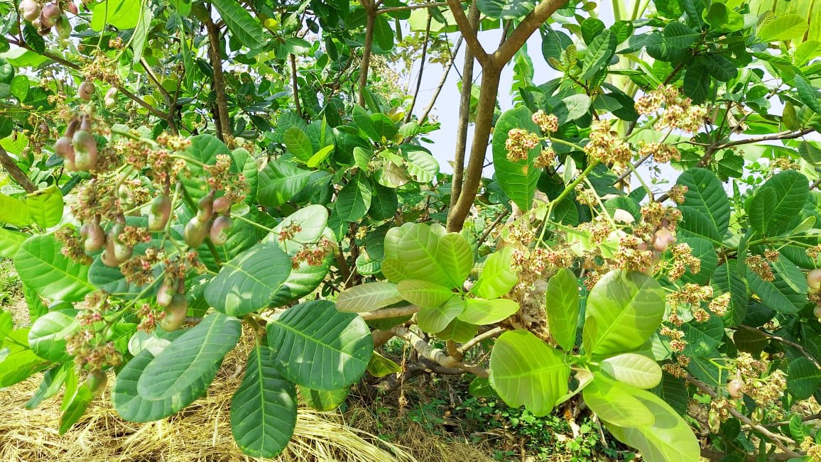 PanjimInn's tweet photo. Cashew at our farm has started fruiting early. Will these result in better crop this year? https://t.co/ZFeOxf3Yvq