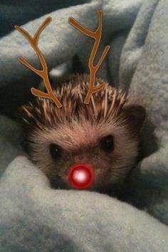 Hadjiloves_you's tweet photo. Доброе утро,апельсинки!!🎄
Надеюсь вы выспались перед праздником и вы полны сил)))
Не забудьте,что нужно позавтракать и постарайтесь сделать это как можно быстрее!)
Желаю вам удачного дня и приятного аппетита!🎊 https://t.co/4HCtPuiAtd