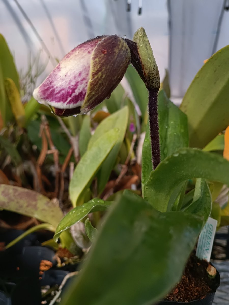 shiro__kuro's tweet image. パフィオ赤花整形花の初花が開花間近
裏地から見るとドーサル赤縁？