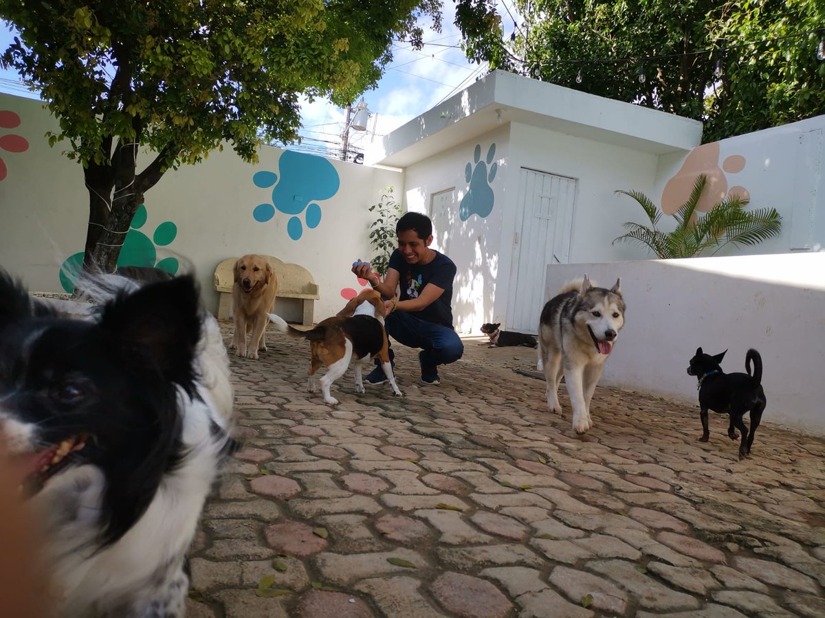 Porque el destino de los seres humanos y el de los animales es el mismo; como mueren los unos, así mueren los otros. Todos ellos tienen el mismo aliento, y los seres humanos no tienen ventaja sobre los animales; porque todo es vanidad Eclesiastés 3:19
#dogfluencer #doglovers