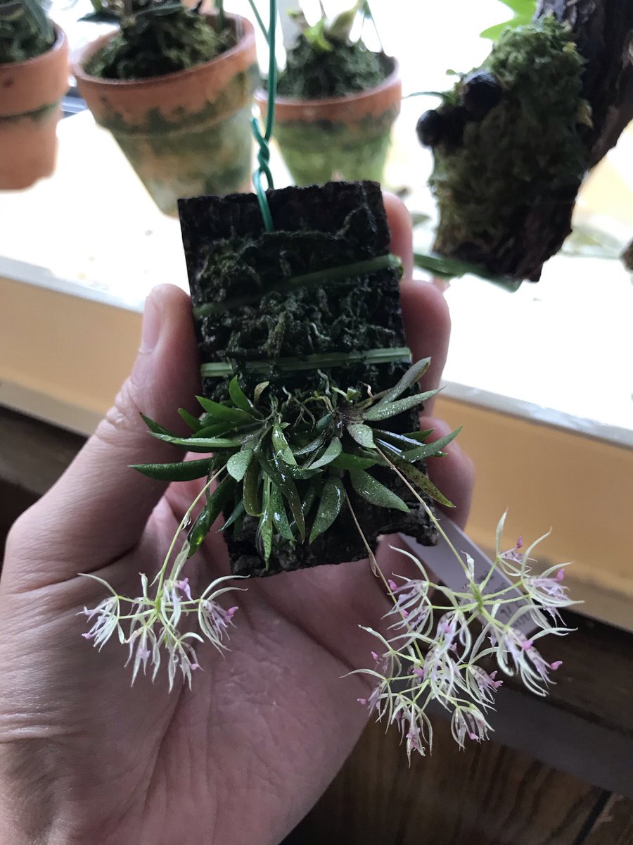 spaspaghetti014's tweet image. 植物に溺れた一年でございました。
同じ趣味の人たちと話せるって楽しいなーとしみじみ感じたわ💮
Twitterを通して繋がれた人達に感謝🙇‍♂️
来年は無菌播種にも挑戦してみたいな

今年の印象に残った花4つはこちら