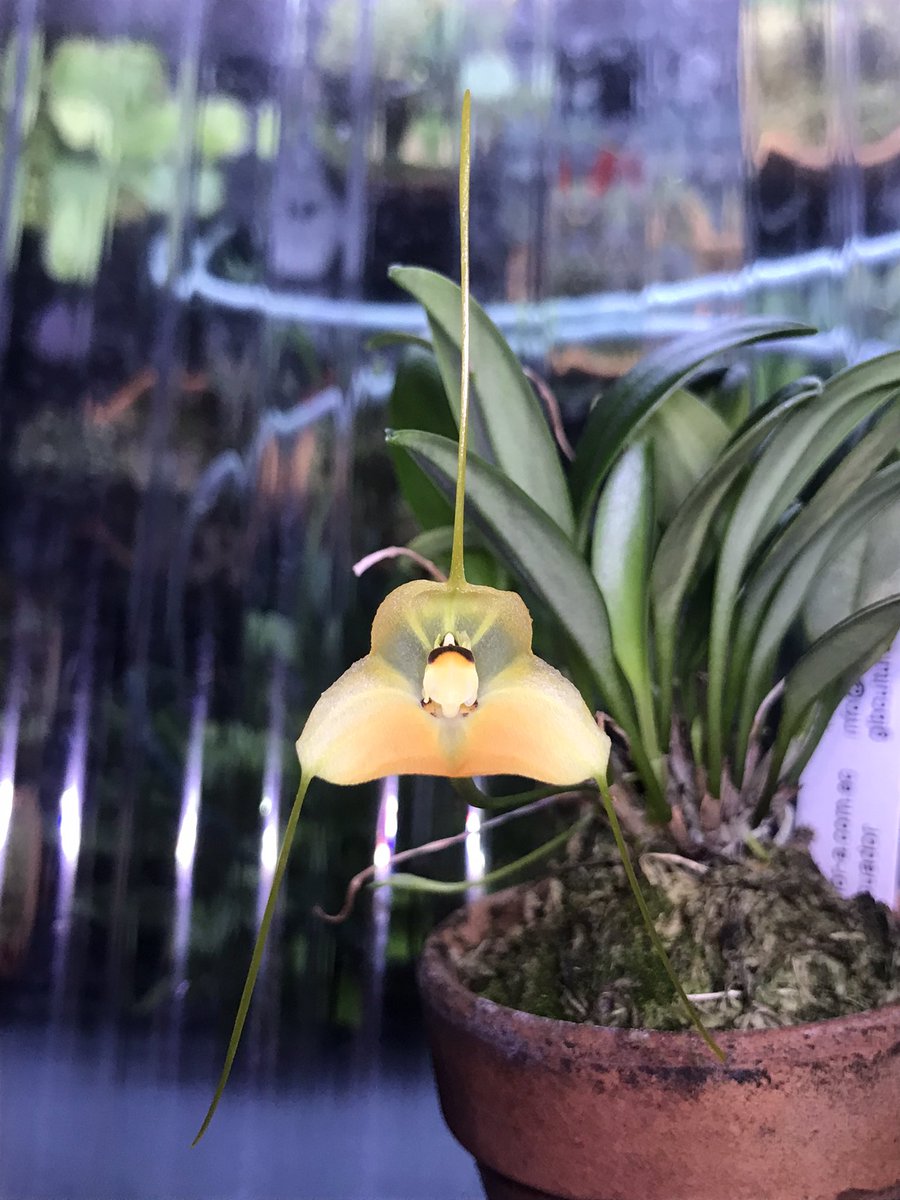 spaspaghetti014's tweet image. 植物に溺れた一年でございました。
同じ趣味の人たちと話せるって楽しいなーとしみじみ感じたわ💮
Twitterを通して繋がれた人達に感謝🙇‍♂️
来年は無菌播種にも挑戦してみたいな

今年の印象に残った花4つはこちら