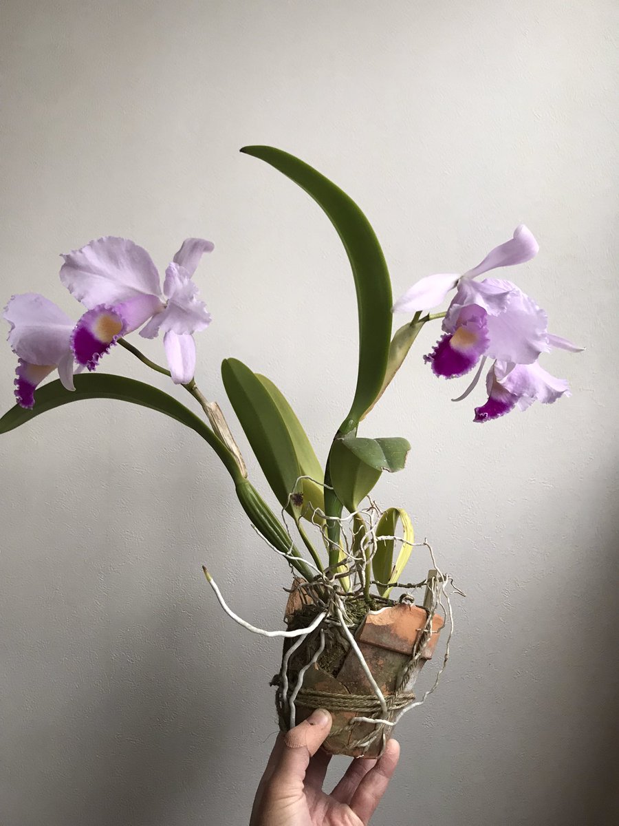 spaspaghetti014's tweet image. 植物に溺れた一年でございました。
同じ趣味の人たちと話せるって楽しいなーとしみじみ感じたわ💮
Twitterを通して繋がれた人達に感謝🙇‍♂️
来年は無菌播種にも挑戦してみたいな

今年の印象に残った花4つはこちら