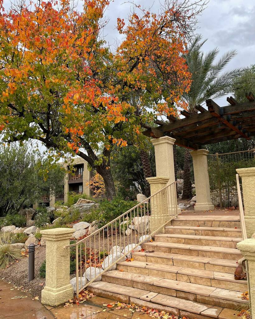 TucsonTopia tweet media