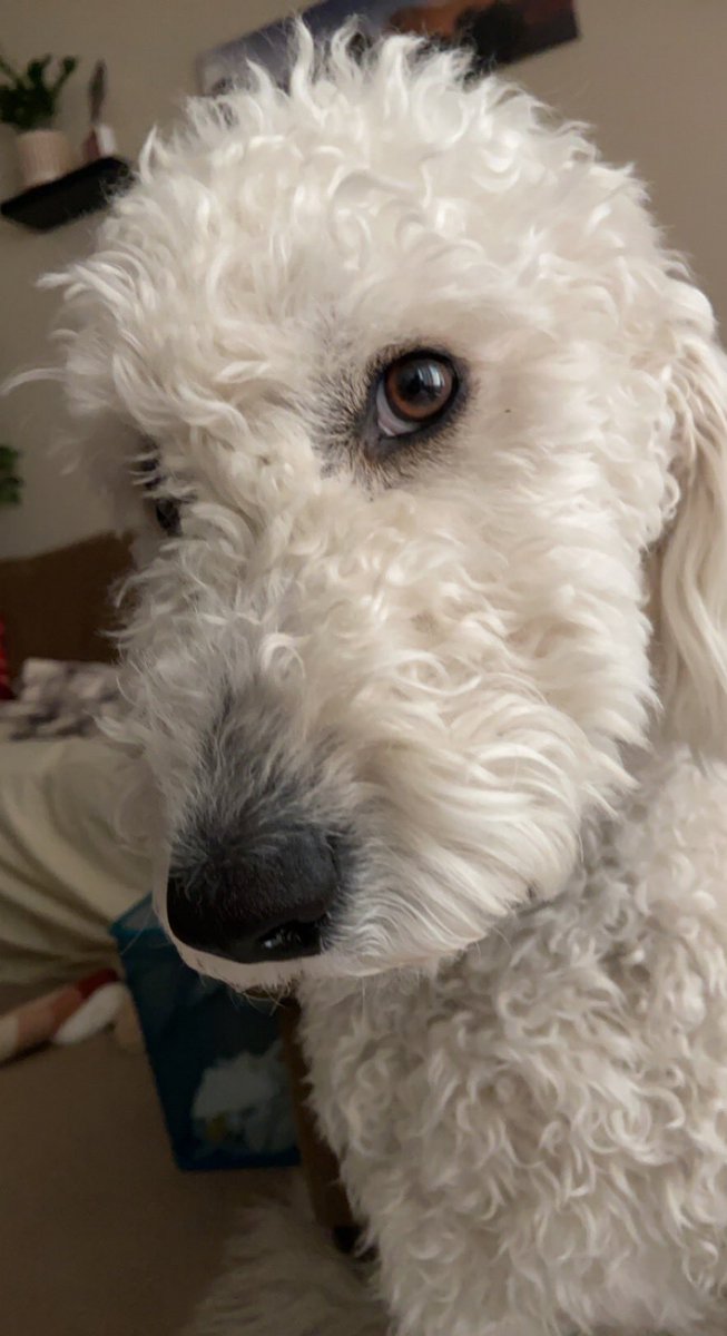 cactusflwer82's tweet photo. Sweet starky #bestdogever #furbaby #goldendoodle https://t.co/oDElnRchtU
