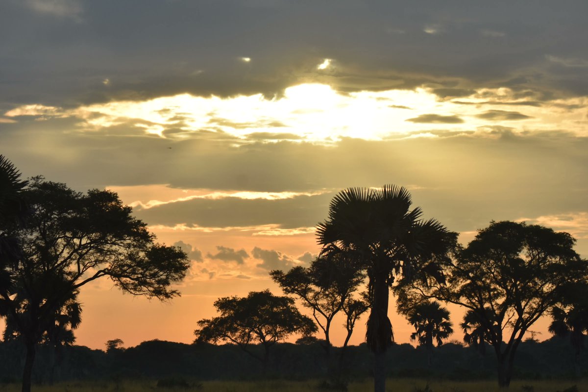 There is nothing as beautiful as watching the sunrise in the wilderness.

#sunrisemoments
#wildphotography
#memoriesofthewild
#savannahandsunrises
#ssambasafaris
#ssambafoundation
#africanwilderness
#uncoveringuganda
#uganda